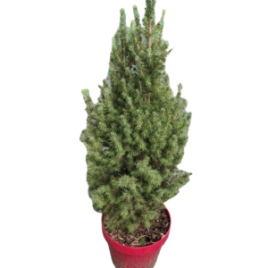 Picea