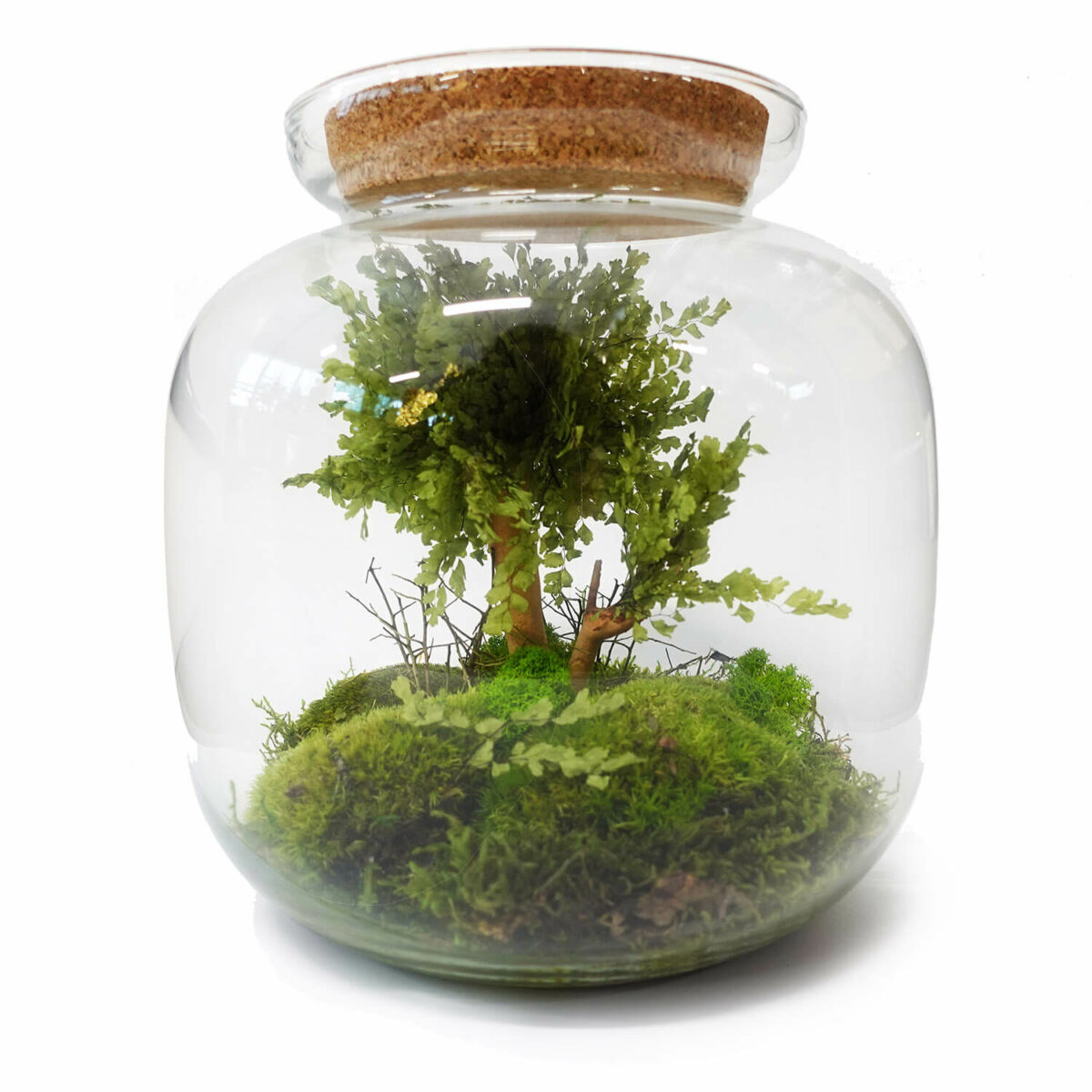 TERRARIUM VETRO - immagine 5