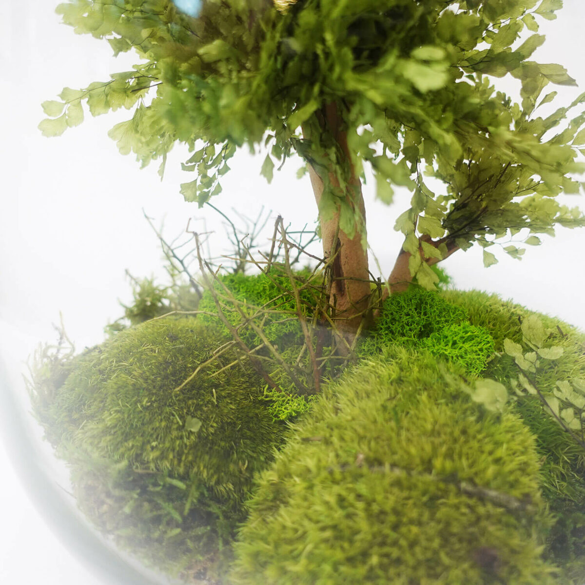 TERRARIUM VETRO - immagine 6