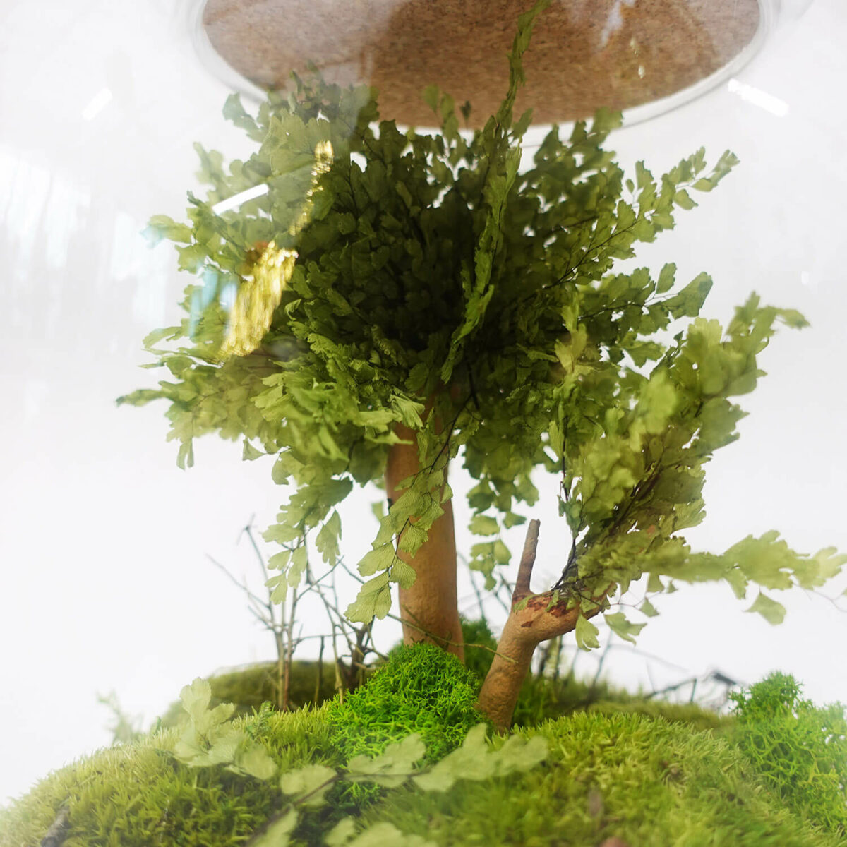 TERRARIUM VETRO - immagine 7